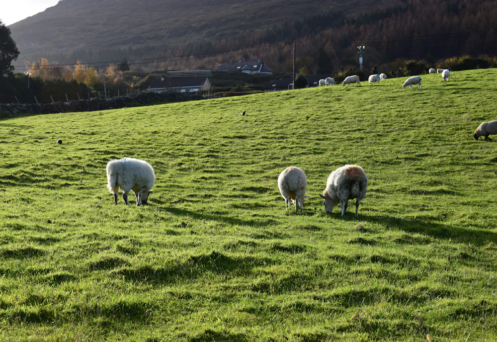 Sheep grazing on the slopes of Slieve Foye above Carlingford, County Louth